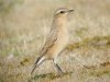 Wheatear at Gunners Park (Steve Arlow) (98047 bytes)